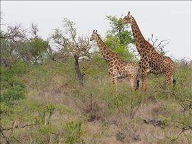 Hluhluwe-Umfolozi Park